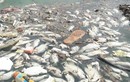Cá chết nổi trắng hồ ở Đà Nẵng sau cơn mưa lớn
