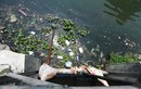 Đà Nẵng: Ô nhiễm nghiêm trọng tại hồ Thạc Gián 