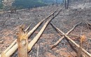 Hình ảnh rừng tái sinh tại tỉnh Bình Phước bị phá tan hoang