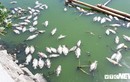 Cá chết nổi trắng hồ ở Đà Nẵng: Công ty Thoát nước khẳng định do nắng nóng, dân nói do nguồn nước thải