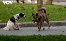 Chó thả rông, không rọ mõm nhan nhản tại các công viên ở Hà Nội