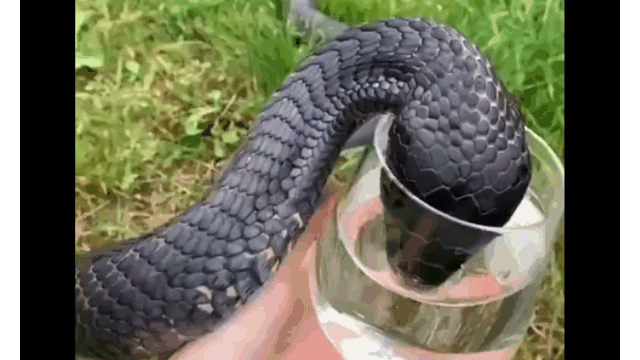 Sốc cảnh người đàn ông cầm cốc cho rắn hổ mang chúa uống nước