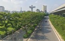 Sau 5 năm chặt hàng cây cổ thụ, đường Phạm Văn Đồng rợp màu xanh