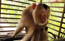 Hà Tĩnh: Thả về tự nhiên 3 cá thể khỉ đuôi lợn quý hiếm