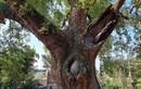 Cận cảnh cây dã hương nghìn tuổi quý hiếm nhất thế giới tại Bắc Giang