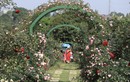 Choáng ngợp với vườn hồng “châu Âu” rộng 6.000 m2 ở Hà Nội