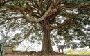 Chiêm ngưỡng cây trôi cổ thụ gần nghìn năm tuổi tại Hà Nội