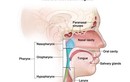 Phát hiện thuốc mới giúp điều trị ung thư đầu và cổ