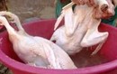 Nhựa thông nhổ lông gà, vịt “siêu nhanh” có độc hại?