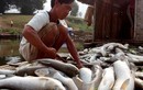 Thanh Hóa: Dân thẫn thờ vớt cá chết trắng bè trên sông Bưởi