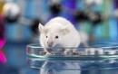 Tại sao chuột thường được dùng làm vật thí nghiệm? 
