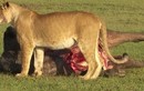 Linh cẩu đi đánh "hội đồng", cướp trắng mồi của sư tử