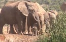 Video: Cả đàn voi “bàn bạc”, tìm cách cứu voi con dưới hố bùn 
