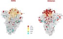 Italy công bố ảnh so sánh đột biến của biến chủng Omicron và Delta