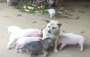 Bị đàn lợn con xếp hàng xin “ti trực”, chó mẹ mới sinh bế tắc