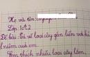 Bài văn tả loài cây kỷ niệm thời tiểu học khiến cộng đồng mạng dở khóc dở cười