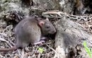 Video: Những màn săn mồi chớp nhoáng của loài trăn