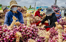 "Ông lớn" bán lẻ Thái Lan mách chiêu bán hành củ giá cao