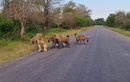 Video: Bị đàn linh cẩu cắn xé, sư tử có hành động khó tin