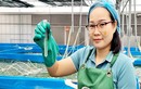 Cặp vợ chồng ở Ninh Bình thắng lớn với nghề làm tảo xoắn lạ