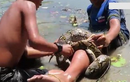 Video: Suýt mất mạng vì bị trăn khổng lồ cuốn chặt khi lội dưới hồ 