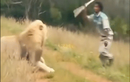 Video: Người đàn ông cầm gậy đuổi sư tử và diễn biến khó tin 