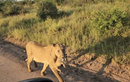 Video: Khoảnh khắc sư tử bảo vệ con chạm đến trái tim nhiều người