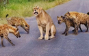 Video: Vua sư tử rơi vào vòng vây của kẻ thù truyền kiếp