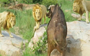Video: Liên quân 3 con sư tử đực vây bắt trâu rừng châu Phi