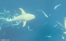 Video: Thợ lặn dũng cảm gỡ túi rác mắc trong mang cá mập