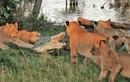 Video: Lên bờ trộm thức ăn của sư tử, cá sấu nhận "kết đắng"