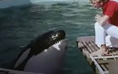 Chuyện buồn của chú cá voi bị bắt nhốt, giam cầm hơn 50 năm 