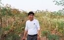 Anh nông dân trả lương cao cho mình bằng trồng hoa hồng cổ Sa Pa 