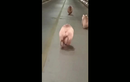 Video: Kinh ngạc ba gấu nâu con chạy dọc cao tốc ở Trung Quốc