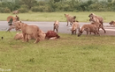 Video: Kịch tính đàn linh cẩu tìm cách cướp mồi của sư tử