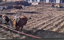 Video: Cắn vào đường dây điện, bò kêu thảm thiết khi bị điện giật