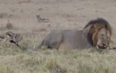 Video: Màn "ăn xin" của chó rừng bé xíu trước sư tử khổng lồ