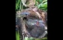 Video: Nhân lúc chim mẹ đi vắng, rắn tấn công chim non và cái kết 