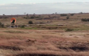 Video: Kịch tính cảnh sư tử tấn công đàn linh dương đầu bò