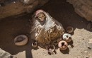 Bí mật khiến xác ướp thiếu nữ Inca bất hoại suốt nghìn năm