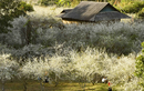 Hoa mận trắng muốt ngập tràn thung lũng Phiêng Ban