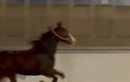 Video: Ngựa phi nước đại trên đường đông đúc