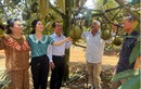 Nông dân ở Phú Yên thu nhập khủng nhờ trồng sầu riêng 