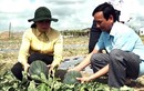 Cánh đồng trồng dưa hấu ở Trà Vinh, cho thu nhập 250 triệu /ha