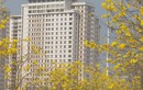 Con đường hoa phong linh vàng rực rỡ ở Hà Nội