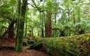 10 khu rừng cổ đại lâu đời nhất trên trái đất