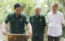 Nuôi ong mật, cựu chiến binh Thái Bình thu 300 triệu mỗi năm 