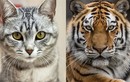 Điều gì sẽ xảy ra nếu một con hổ nhìn thấy con mèo?