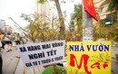 Hà Nội: Mai vàng ế ẩm, tiểu thương giảm giá, xả hàng sớm