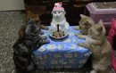 Sinh nhật nghiêm túc đến buồn cười của chú mèo